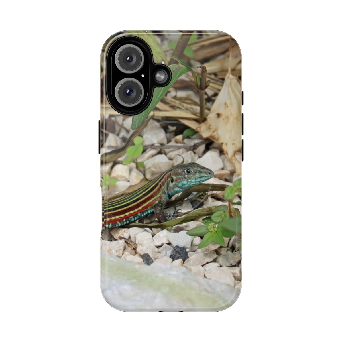 Colorful image of a rainbow racerunner lizard from Costa Rica, printed on a durable magnetic phone case.