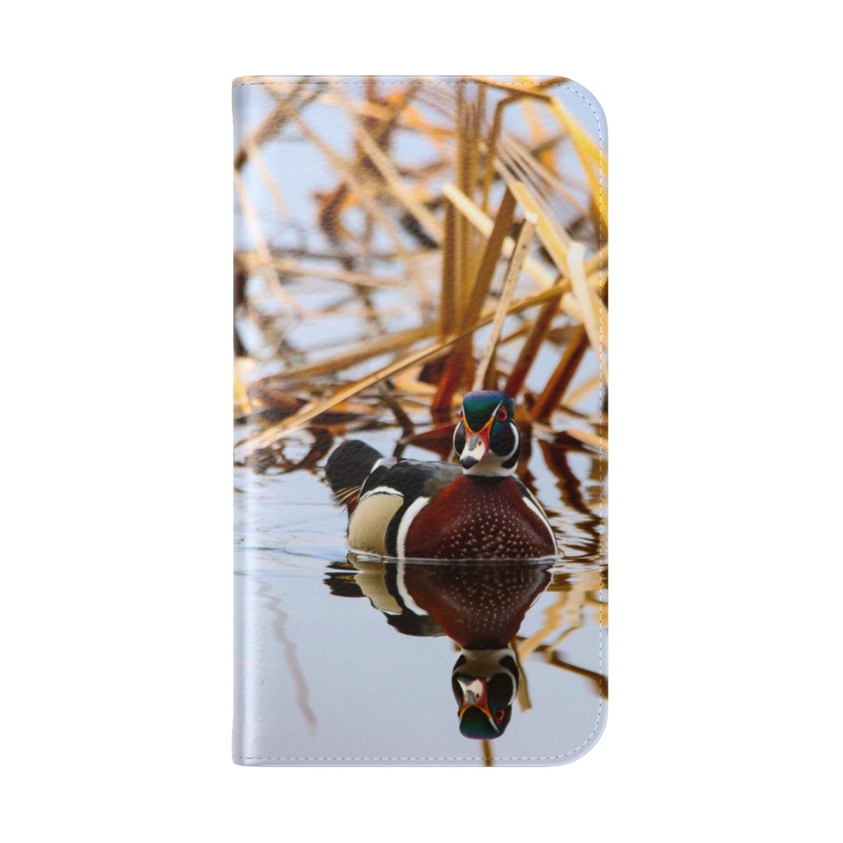 A close-up photograph of a beautiful wood duck swimming on a pond in the springtime. - Folded Back